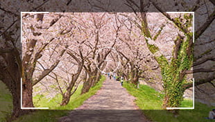 [新バッジ登場！]#桜を付けて桜の写真を投稿しよう